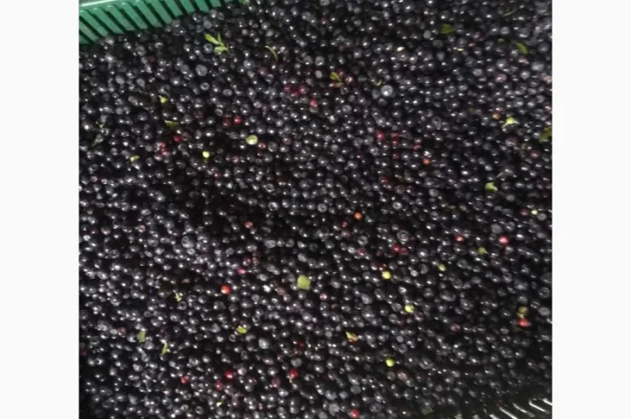 Чорниця- фото № 2