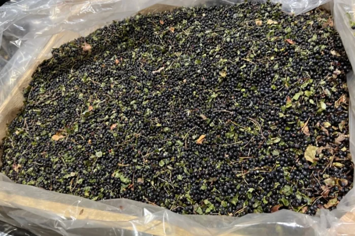 Продам Чорницю Заморожену- фото № 1