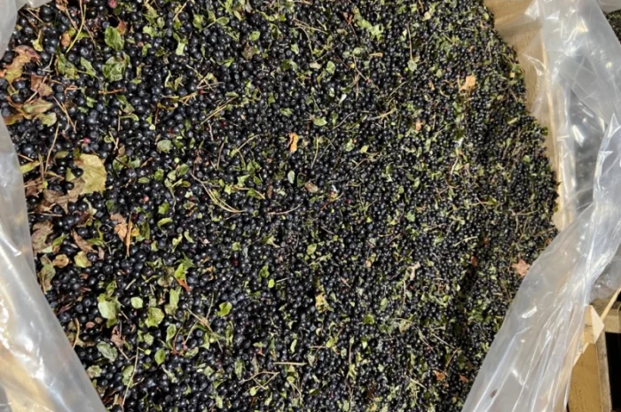 Продам Чорницю Заморожену- фото № 3