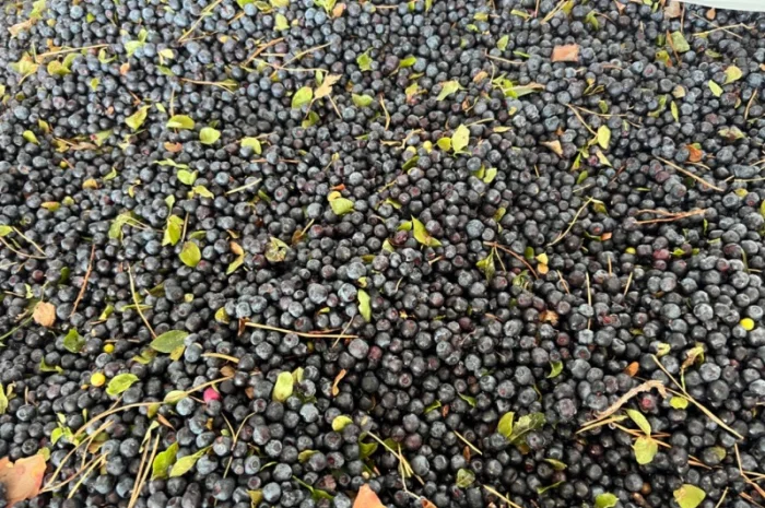 Продам чорницю заморожену у великих обʼємах- фото № 1