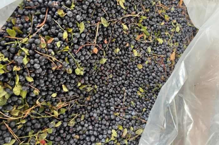 Продам чорницю заморожена- фото № 1
