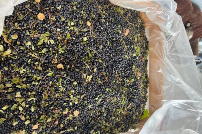Продам чорницю заморожена- фото № 2