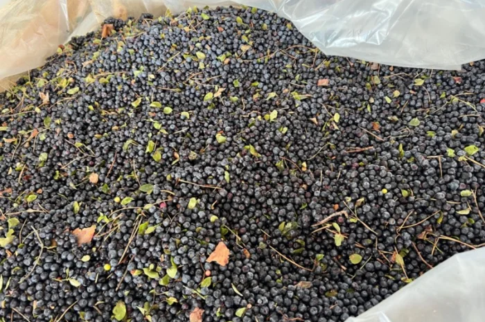 Продам чорницю заморожена- фото № 4