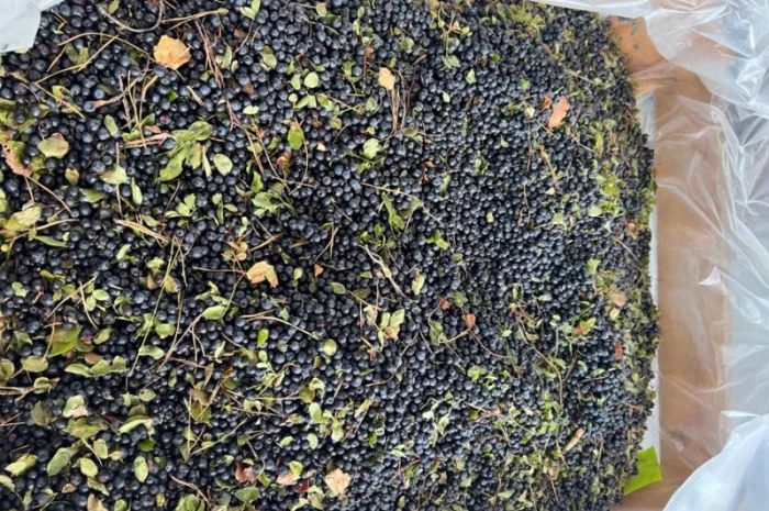 Продам чорницю заморожена- фото № 5