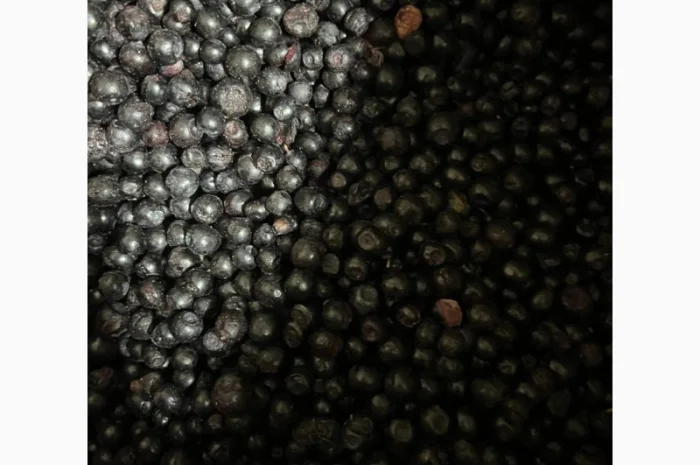 Чорниця б-клас- фото № 1