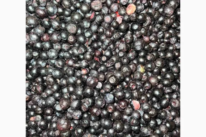 Чорниця б-клас- фото № 2