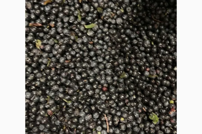 Чорниця полуфабрикат- фото № 1