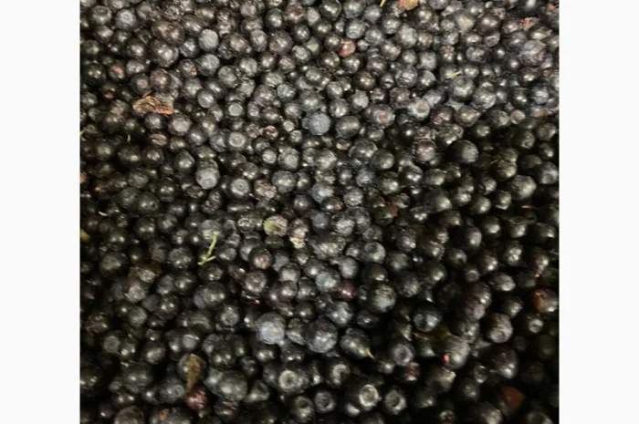 Чорниця полуфабрикат- фото № 2