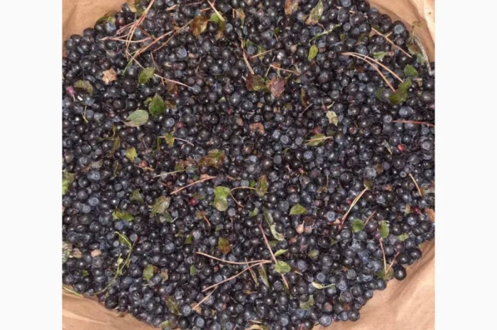 Куплю заморожену чорницю від 20 тонн- фото № 1