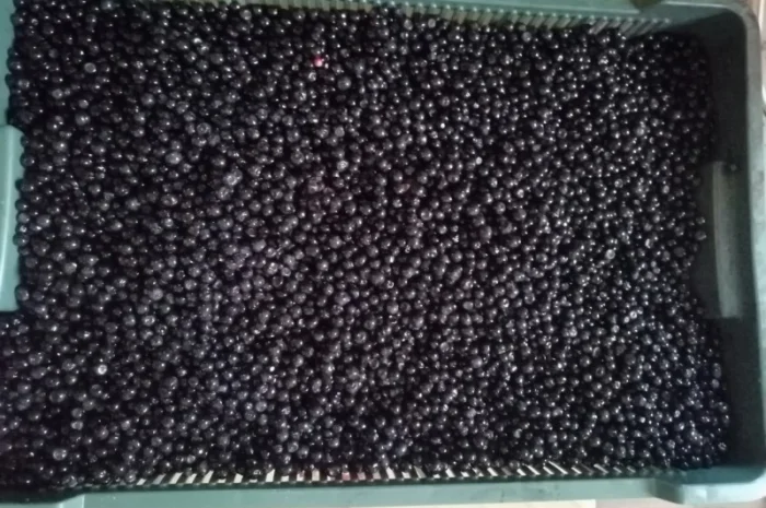 Чорниця Закарпаття- фото № 1