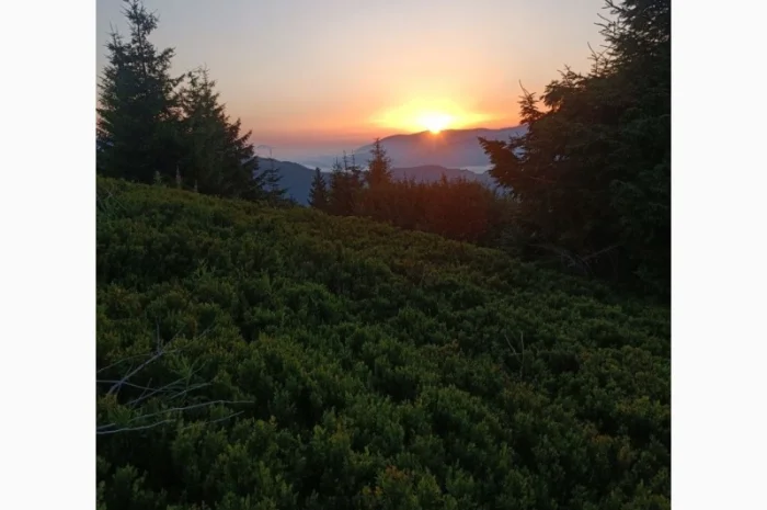 Продам сушену чорницю ( зібрану у липні 2024р.)- фото № 1