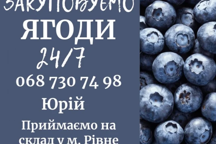 Закуповуємо свіжу чорницю- фото № 1