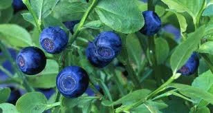 Куплю оптом чорницю від 5 тонн- фото № 1