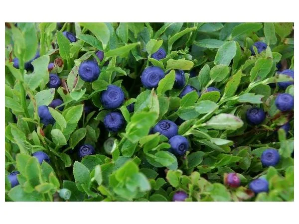 Куплю чорницю оптом на заморозку від 5 тонн- фото № 1