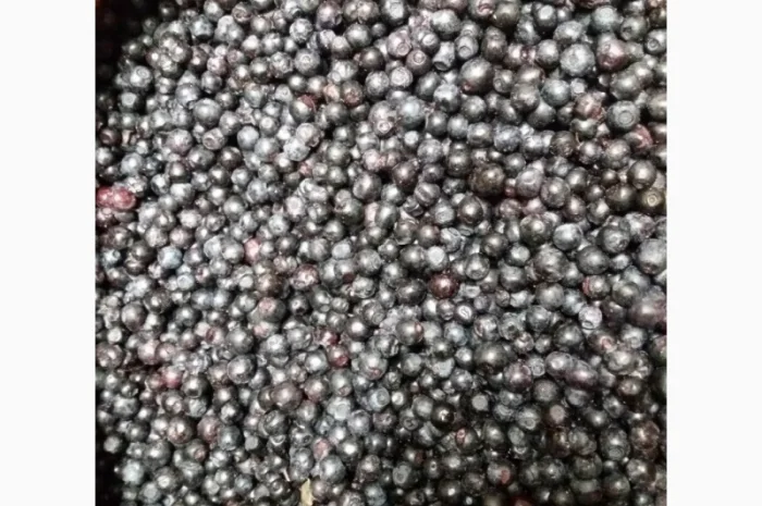 Закуповуємо чорницю 2024 сезон- фото № 1