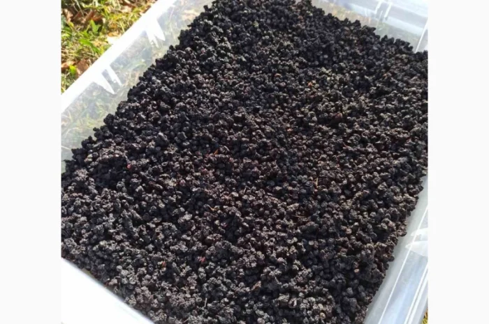 Продам сушену чорницю хорошої якості- фото № 1