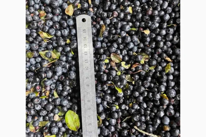 Куплю чорницю заморожену- фото № 1