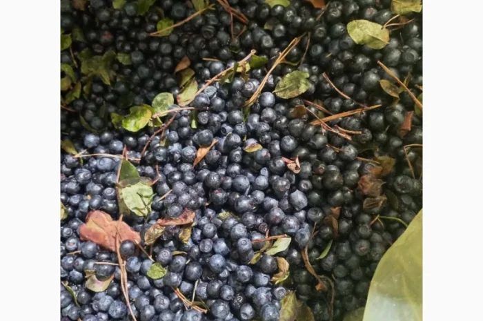 Продам морожену чорницю оптом- фото № 1