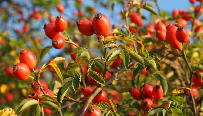 Продам шипшину сушену- фото № 1