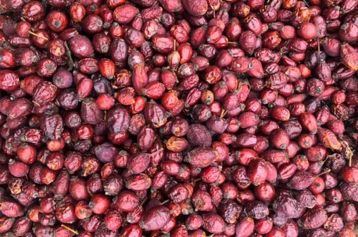 Продам шиповник- фото № 2