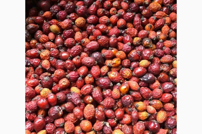 Продам шипшину- фото № 1