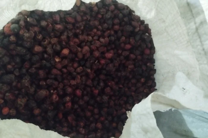 Продам шипшину з сушки- фото № 2