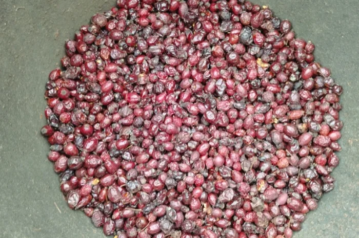 Продам шипшину з сушки- фото № 3