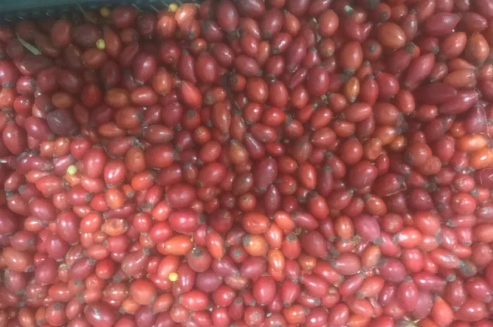 Продам шипшину заморожену- фото № 1