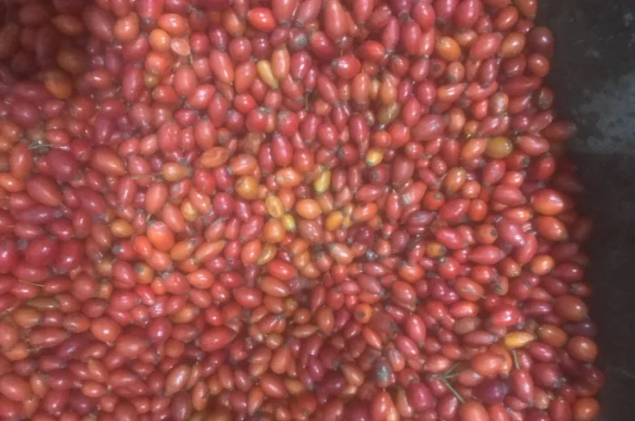 Продам шипшину заморожену- фото № 3