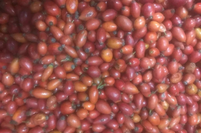 Продам шипшину заморожену- фото № 4