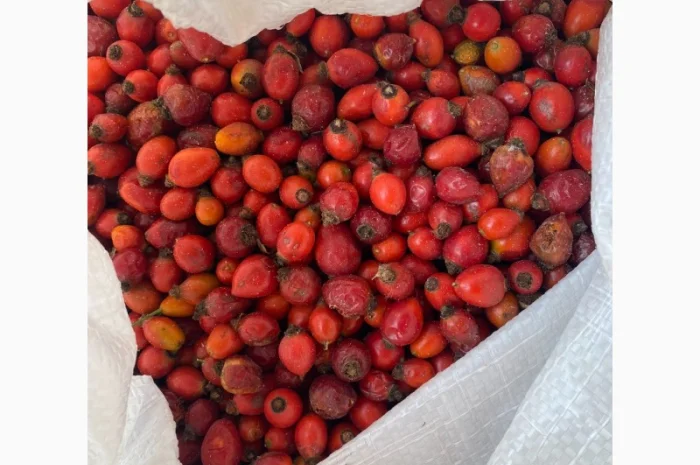 Куплю свіжу шипшину- фото № 1