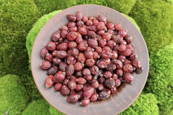 Шипшина, шиповник, чёрный шиповник- фото № 1