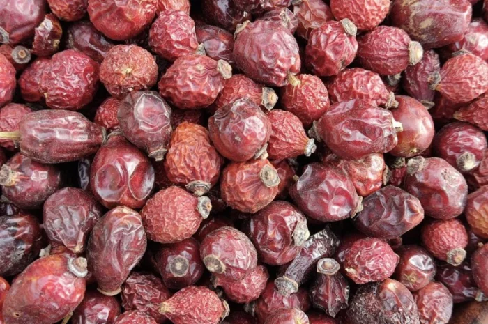 Шипшина, шиповник, чёрный шиповник- фото № 2