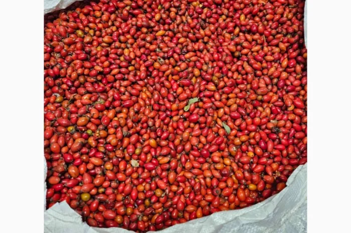 Продам шипшину оригінал заморожену- фото № 1