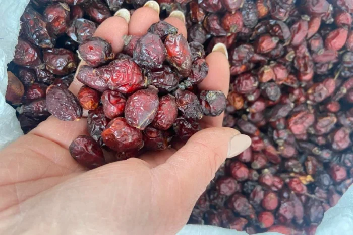 Продам шипшину суху- фото № 3