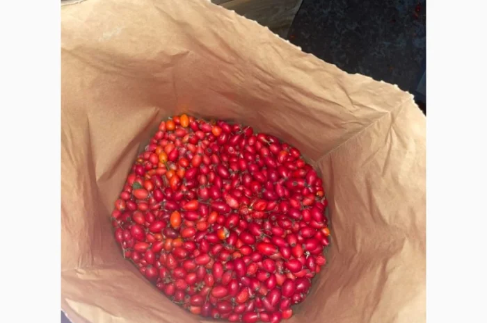 Продам шипшину морожену (оригінал)- фото № 1