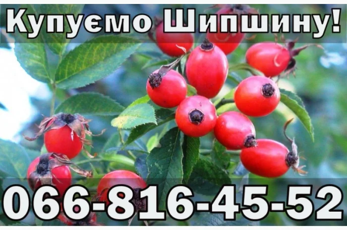 На постійній основі купую Шипшину!Дорого- фото № 1