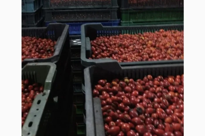 Шипшина ягода свіжа- фото № 1