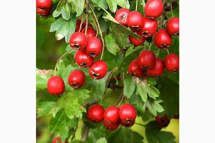 Купуємо Шипшину, Глід(Бояришнік), Бузина коріння-Алтей, лопух- фото № 1