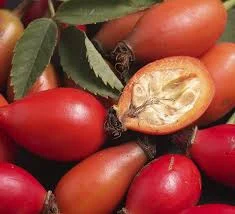 Продам шипшину ( шиповник ) морожену від 10 тон- фото № 1