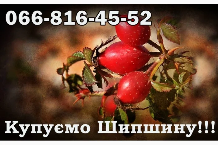 Підприємство закуповує Шипшину оптом!Дорого- фото № 1