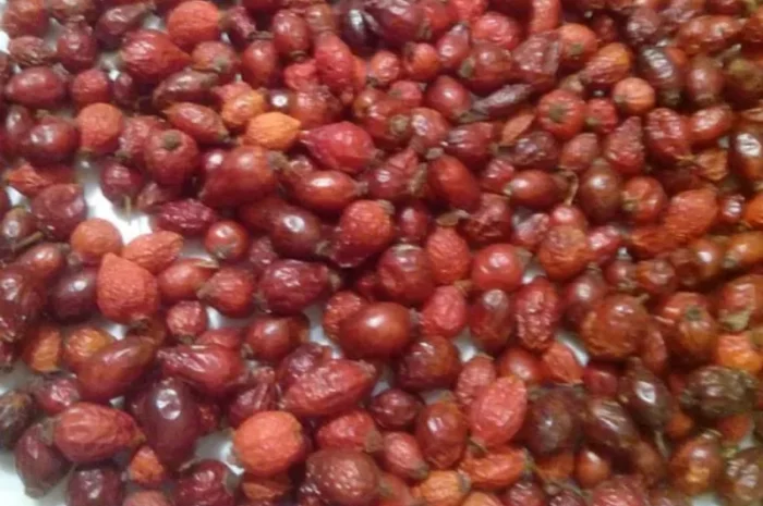 Продам ягоди шипшини- фото № 1