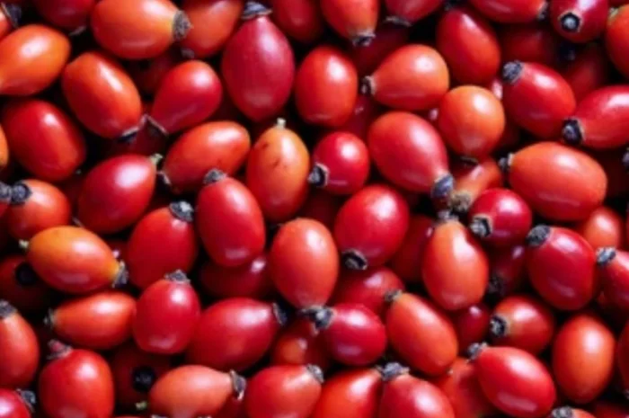 Продам Шиповник от производителя- фото № 1