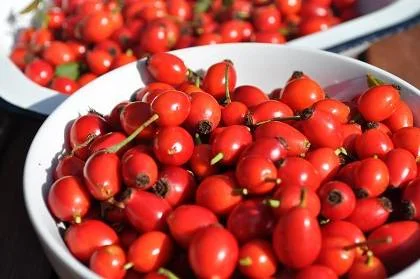 Куплю ягоди шипшини- фото № 1