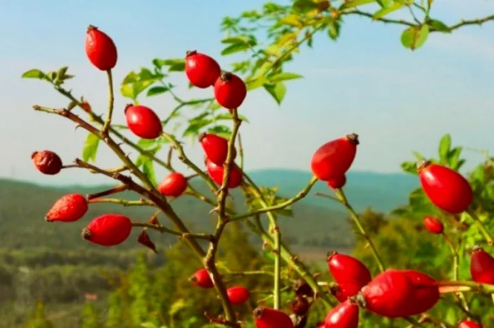 Продам шипшину оптом- фото № 1