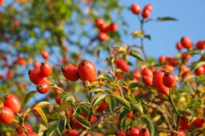 Продам шипшину оптом- фото № 2