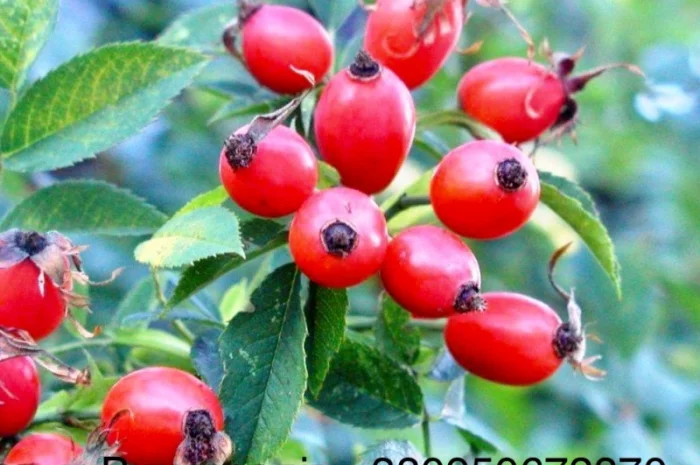 Продам шипшину оптом- фото № 3