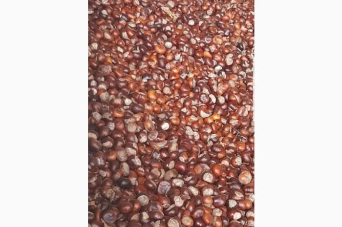 Продам каштан сухой, крупным оптом! Урожай 2024г партии 22 тонн- фото № 3