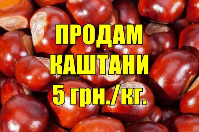 Продам каштани- фото № 1