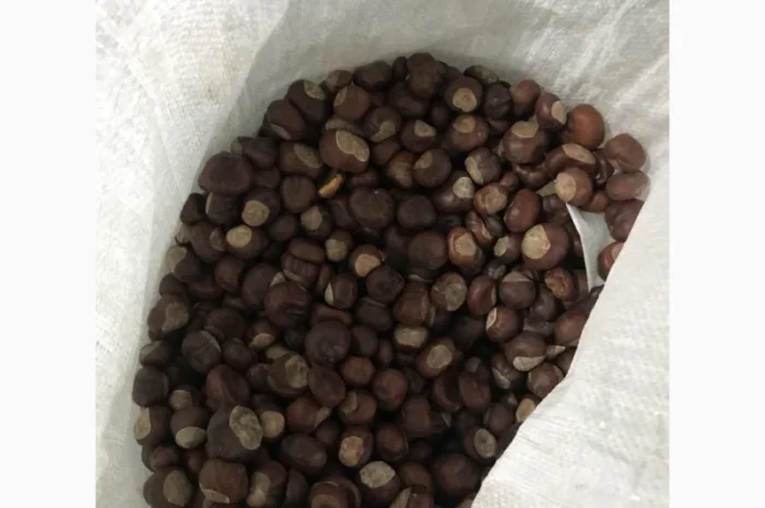 Каштан сухий- фото № 1